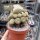 Sulcorebutia naunacaensis WK 956 gepfr.