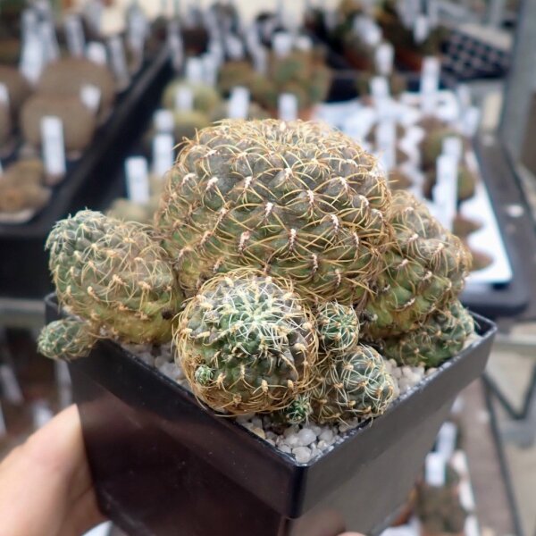Sulcorebutia spec. VS 430