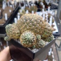 Sulcorebutia spec. VS 430