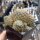 Sulcorebutia spec. VS 430