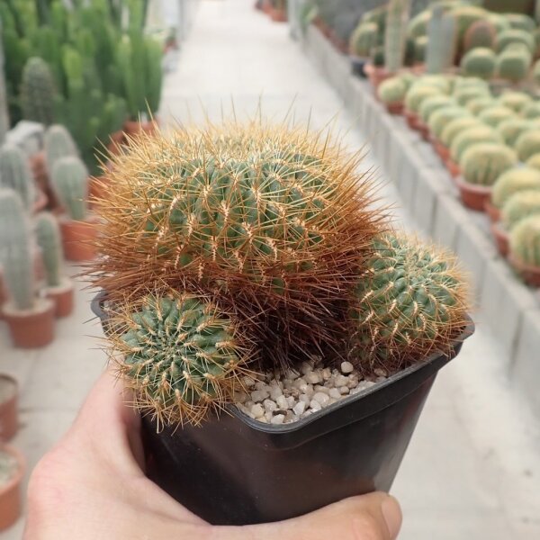 Sulcorebutia spec. KK 1212