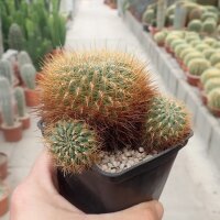 Sulcorebutia spec. KK 1212