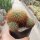 Sulcorebutia spec. KK 1212