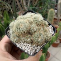 Sulcorebutia tarabucoensis ssp. hertusii fa. RMR 0222