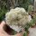 Sulcorebutia tarabucoensis ssp. hertusii fa. RMR 0222
