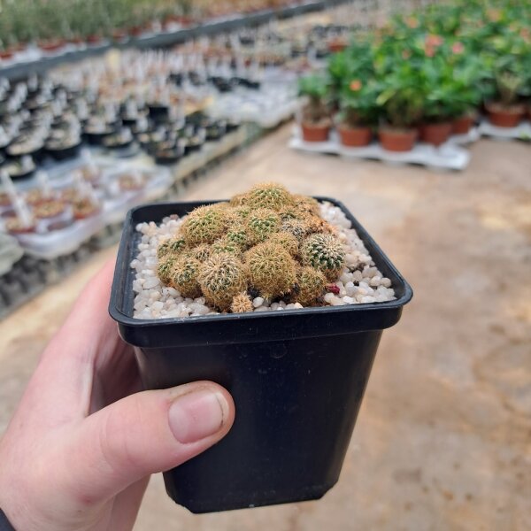 Sulcorebutia spec. Rie 17