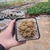 Sulcorebutia spec. Rie 17