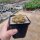 Sulcorebutia spec. Rie 17