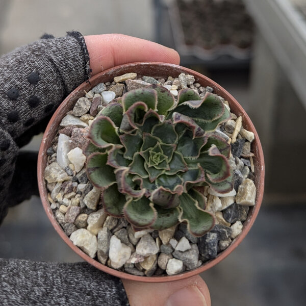Aeonium arboreum v. rubrolineatum