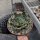 Aeonium arboreum v. rubrolineatum