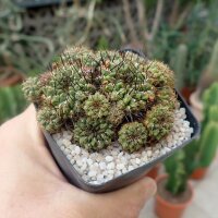 Sulcorebutia tuberculata-chrysantha