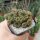 Sulcorebutia tuberculata-chrysantha