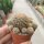 Sulcorebutia steinbachii ssp. kruegerae