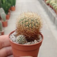 Sulcorebutia viridis RMR 0801