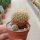 Sulcorebutia viridis RMR 0801