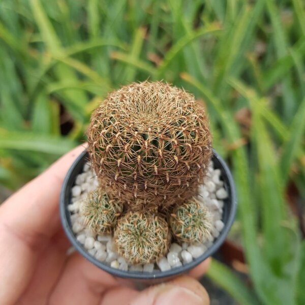 Sulcorebutia tiraquensis KK 0869