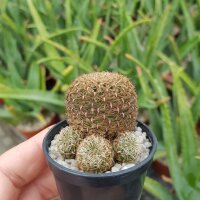 Sulcorebutia tiraquensis KK 0869