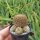 Sulcorebutia tiraquensis KK 0869