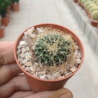 Sulcorebutia tarabucoensis ssp. patriciae RH 1939a