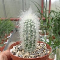 Cremnocereus albispinus