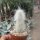 Cremnocereus albispinus