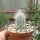 Cremnocereus albispinus