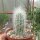 Cremnocereus albispinus