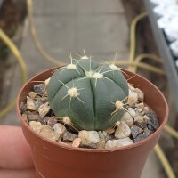 Gymnocalycium buenekeri WG 23