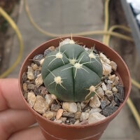 Gymnocalycium buenekeri WG 23