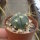 Gymnocalycium buenekeri WG 23