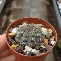 Gymnocalycium erinaceum