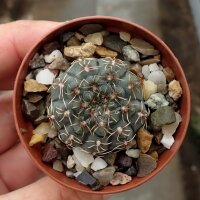 Gymnocalycium erinaceum