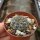 Gymnocalycium erinaceum