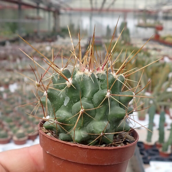 Thelocactus freudenbergeri
