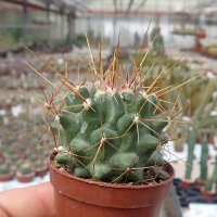 Thelocactus freudenbergeri