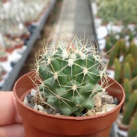 Thelocactus freudenbergeri