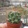 Thelocactus freudenbergeri