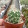 Thelocactus freudenbergeri
