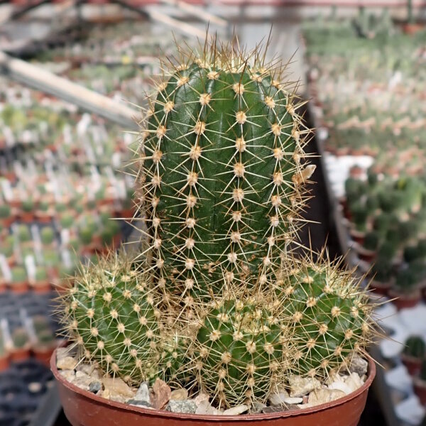 Lobivia grandiflora v. pumila WR 758