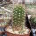 Lobivia grandiflora v. pumila WR 758