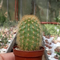Haageocereus amstutziae