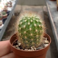 Haageocereus amstutziae