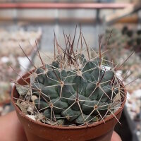 Mammillaria melanocentra v. rosea