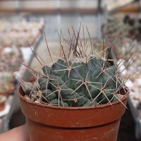 Mammillaria melanocentra v. rosea