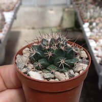 Mammillaria melanocentra v. rosea