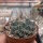 Mammillaria melanocentra v. rosea