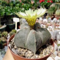 Astrophytum myriostigma