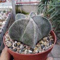 Astrophytum myriostigma