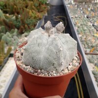 Astrophytum myriostigma