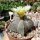 Astrophytum myriostigma